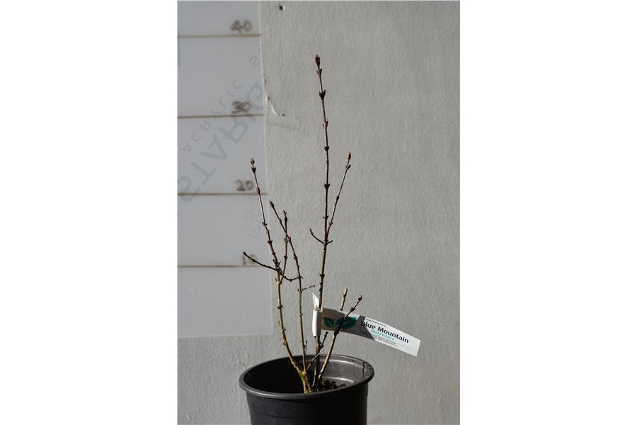 Rouen Lilac