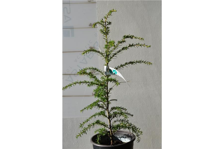 Western Hemlock