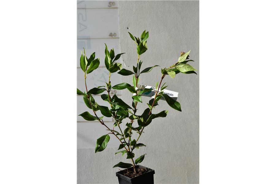 Laurustinus