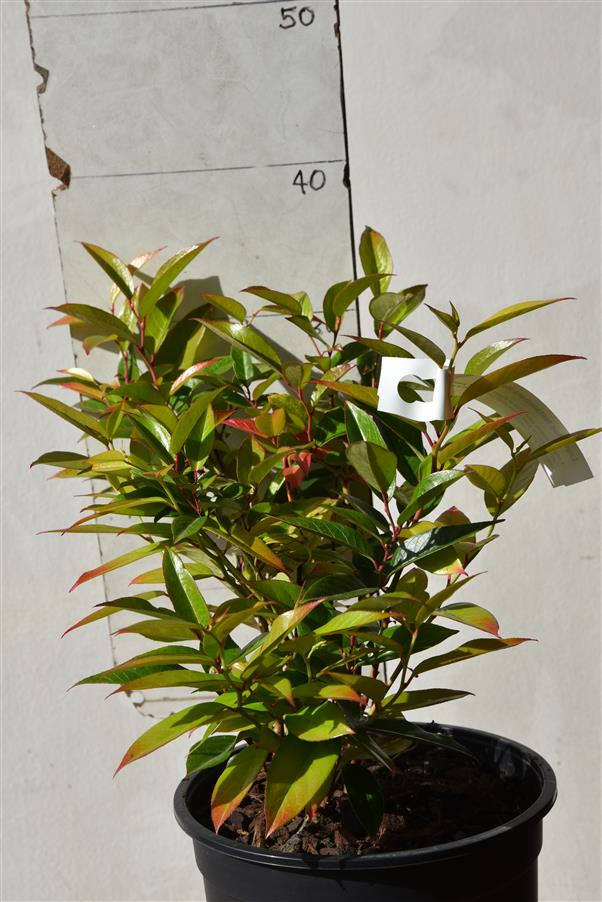 Leucothoe fontanesiana Rollissonii