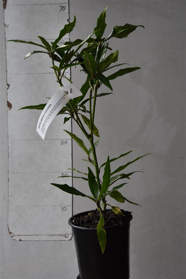 Aucuba japonica Salicifolia