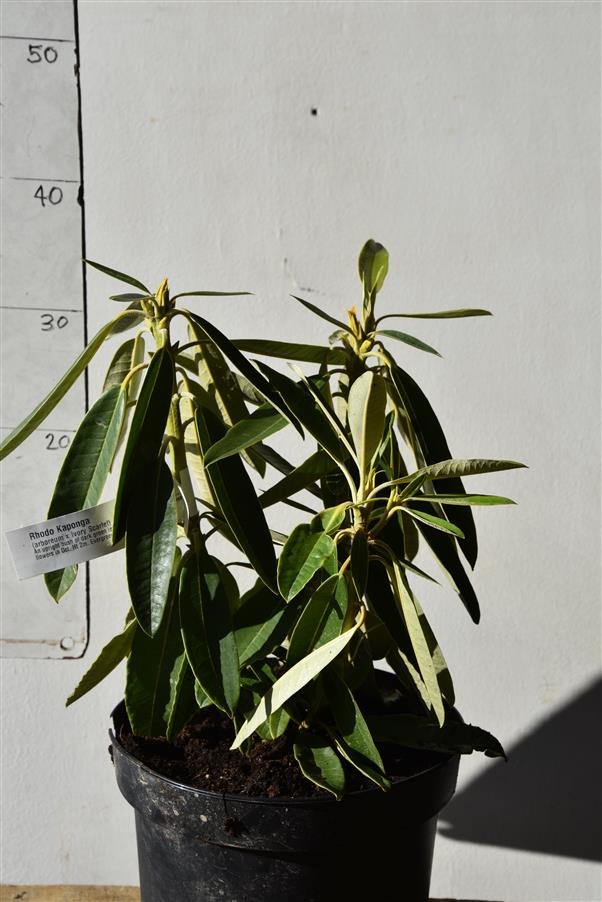 (arboreum x Ivory Scarlet)