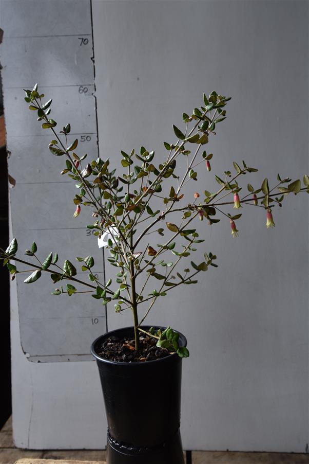 Correa reflexa