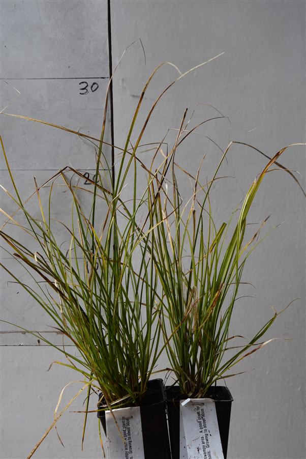 Carex virgata