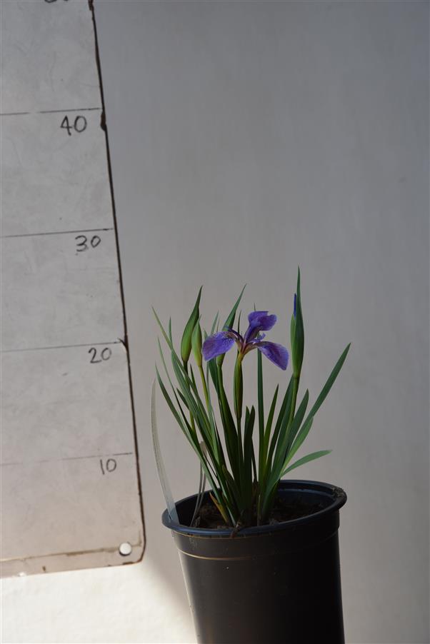 Iris setosa canadensis