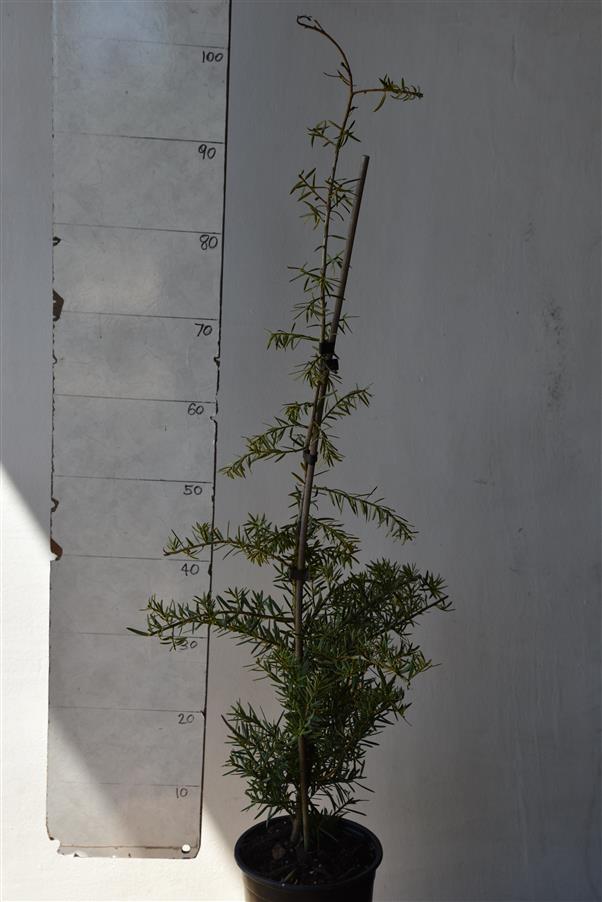 Podocarpus totara Matapouri Blue