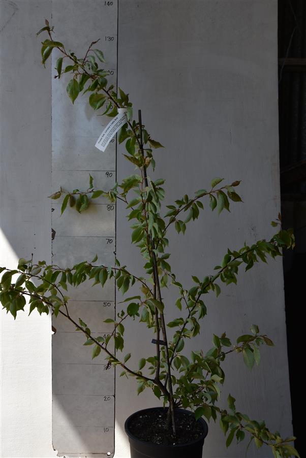 Prunus Sub. Lorraine's Early Bird