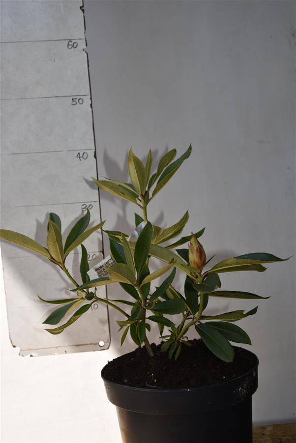 (dichroanthum x griersonianum)