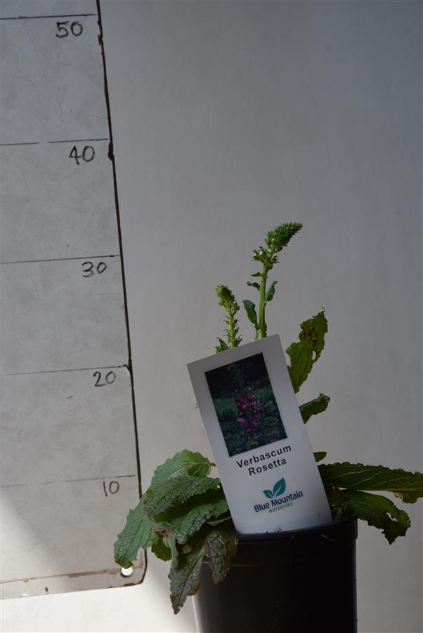 Verbascum ph. Rosetta