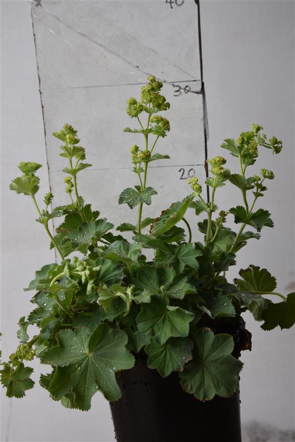 Lady's Mantle