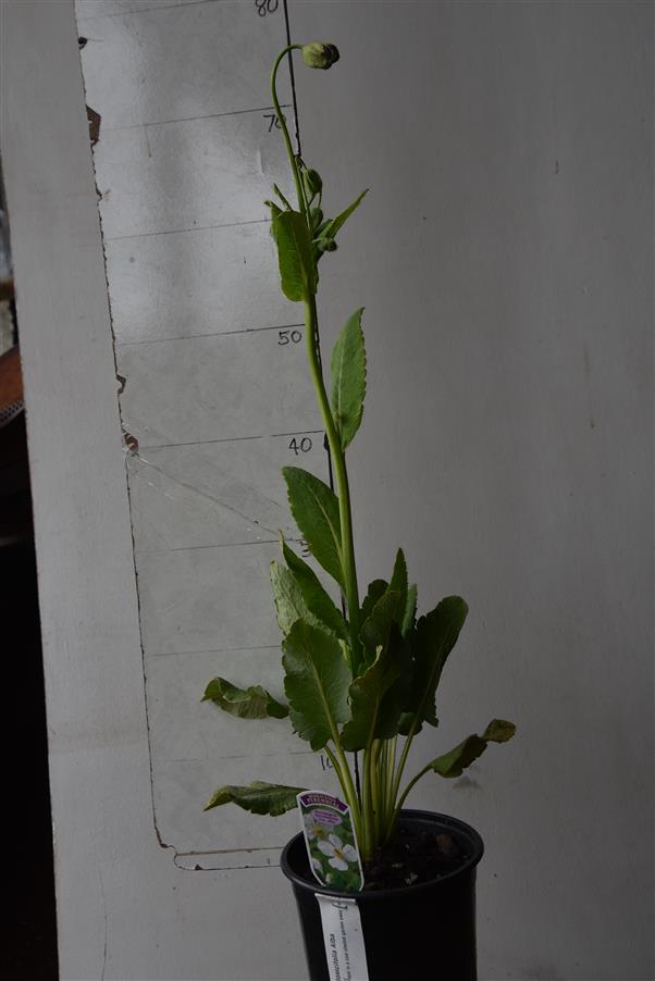White Tibetan Poppy