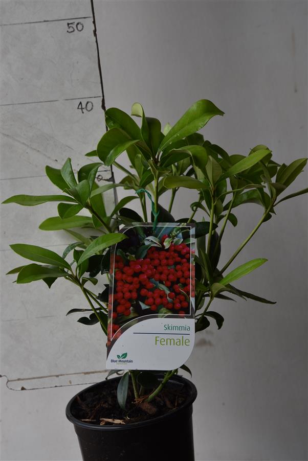 Skimmia japonica Rogersii