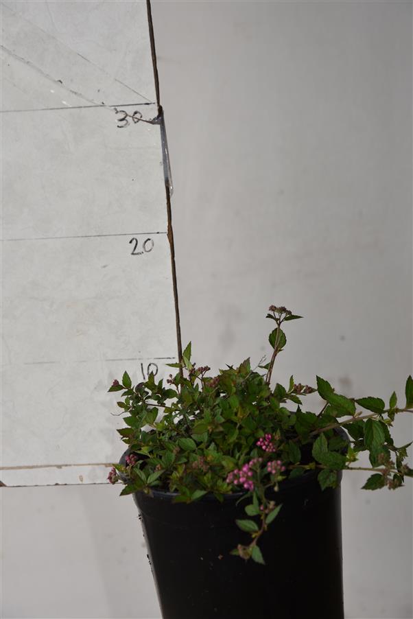 Spiraea prun. Flora Plena