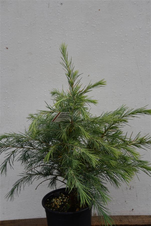 Himalayan Cedar