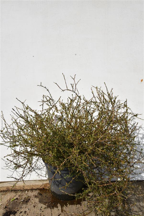 Coprosma brunnea - Male