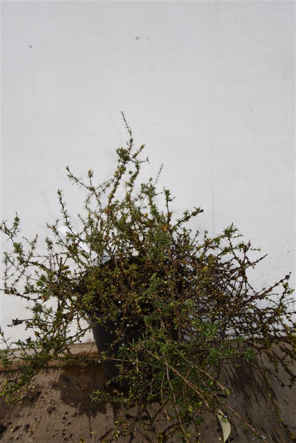 Coprosma brunnea - Female