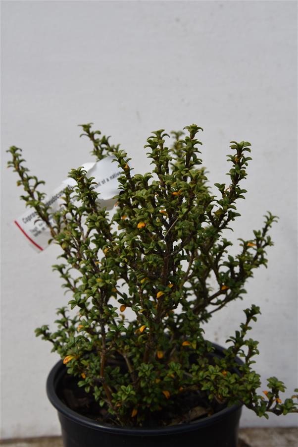 Coprosma pseudocuneata