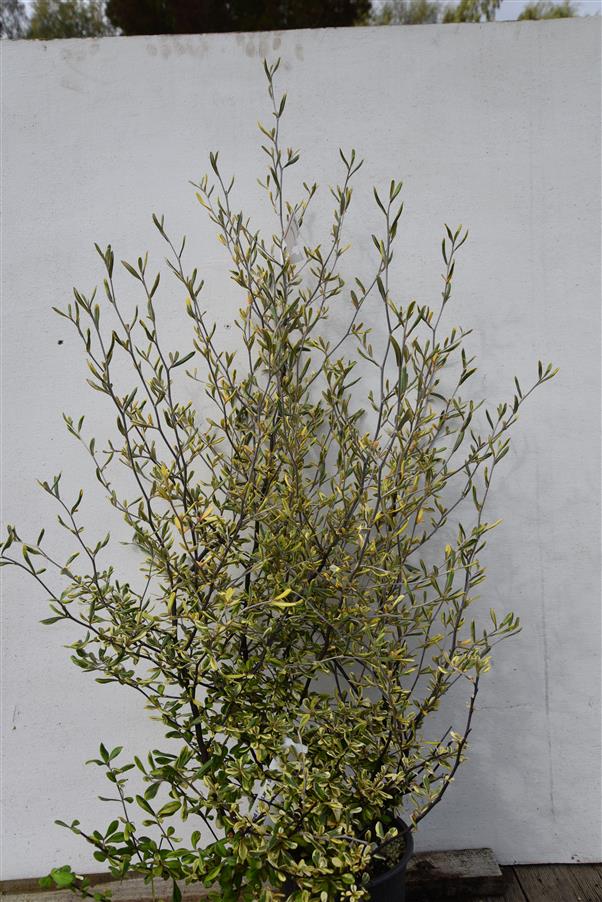 Corokia variegated ( J McLareen Sport)