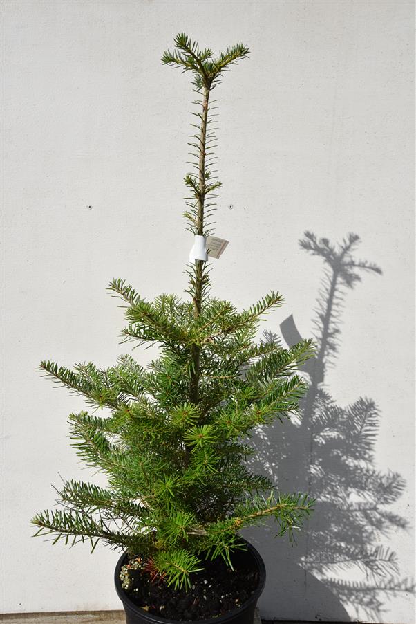 Korean Silver Fir