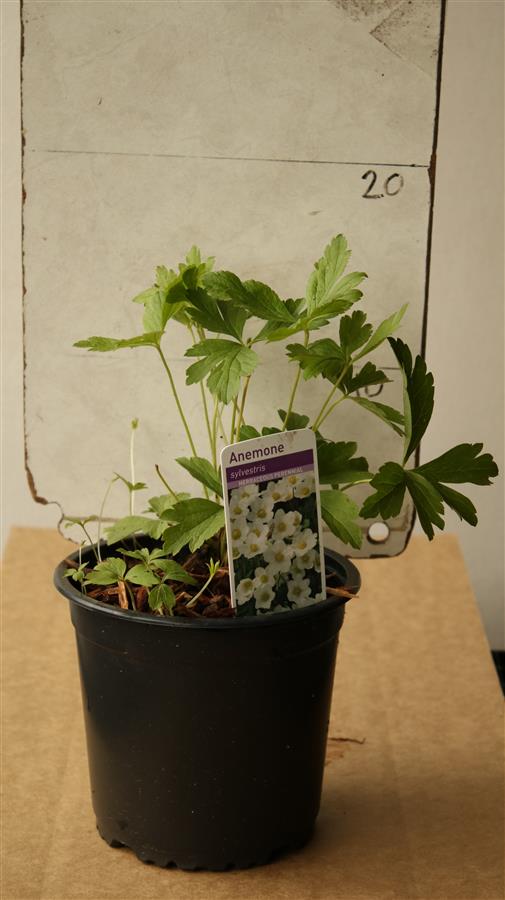 Anemone sylvestris
