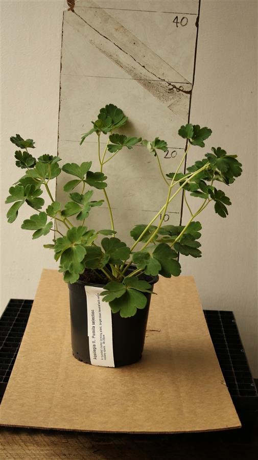 Aquilegia fl. Pumila selection