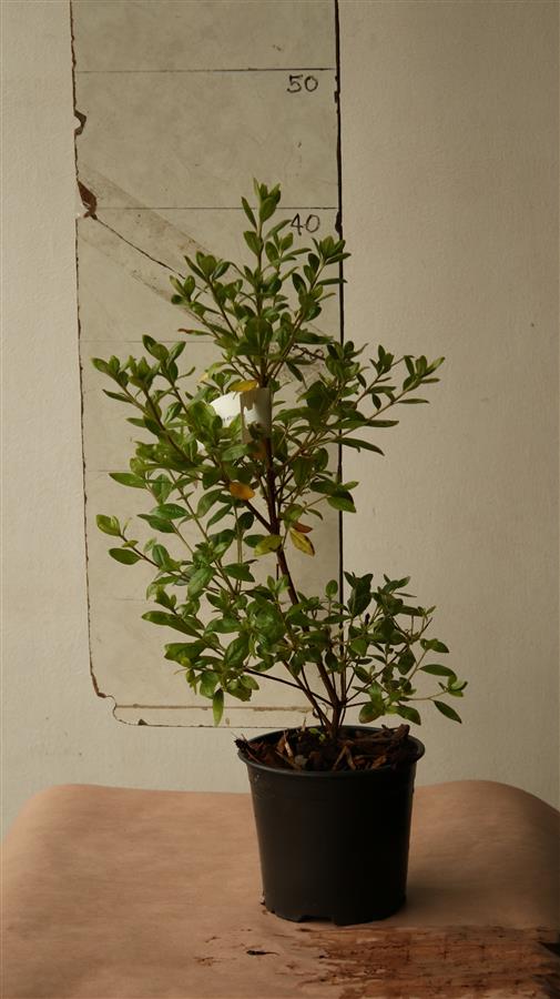 Evergreen Azalea