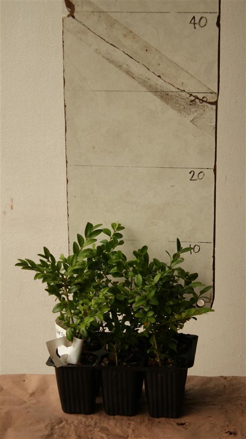 Green Dwarf Box for edges