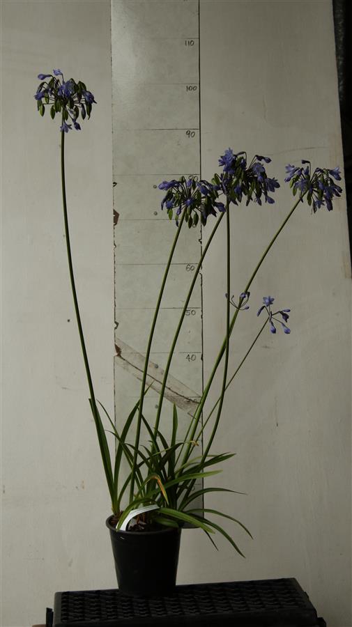 Agapanthus Val