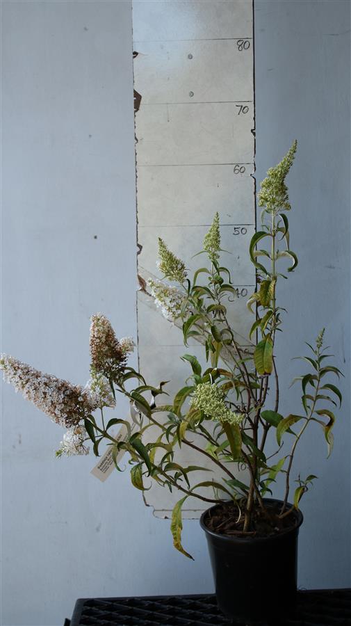 Butterfly Bush