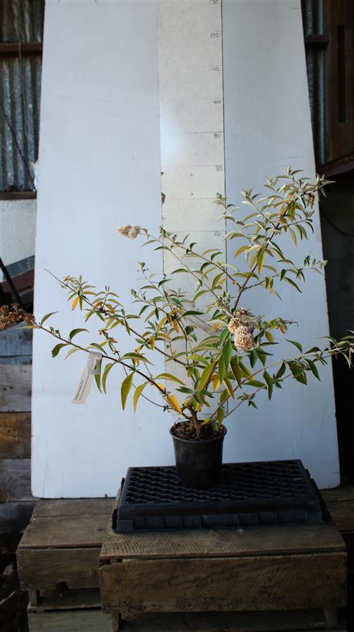 Buddleja Golden Glow