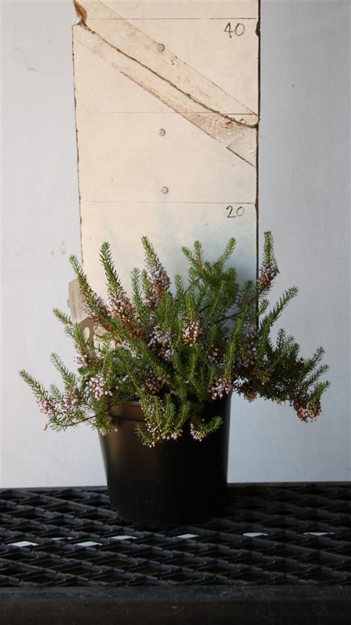 Erica vagans Lavender