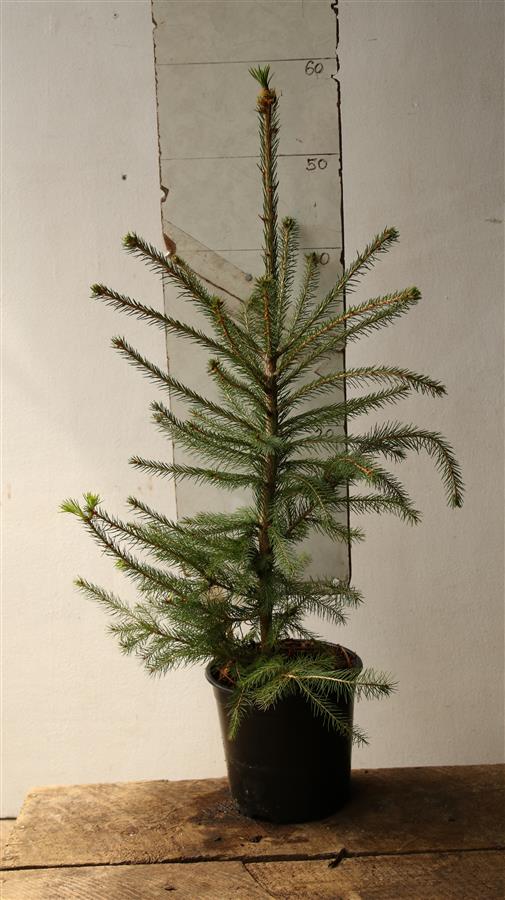 Norway Spruce