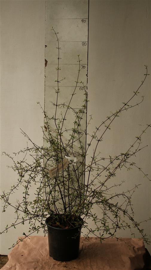 Olearia odorata