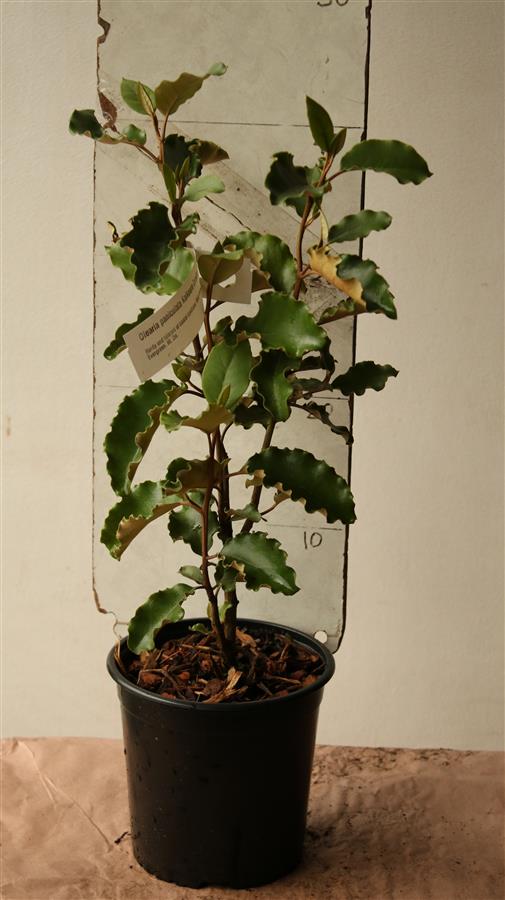 Olearia paniculata Kaikoura Crinkley