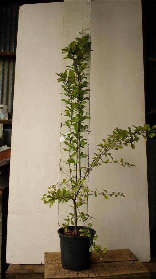 Photinia beauverdiana