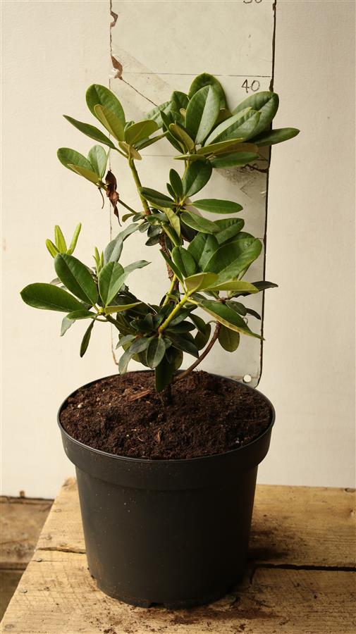 Ken Jorden selection