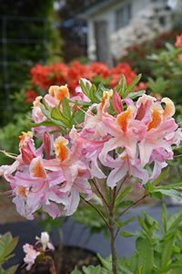 Azalea Cecile  Garden Plants, Rhododendrons - Blue Mountain Nurseries,  Tapanui