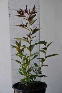 Spiraea japonica Cristata