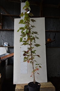 Pittosporum t. Elizabeth