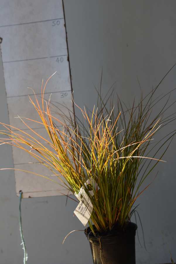 TUSSOCK
