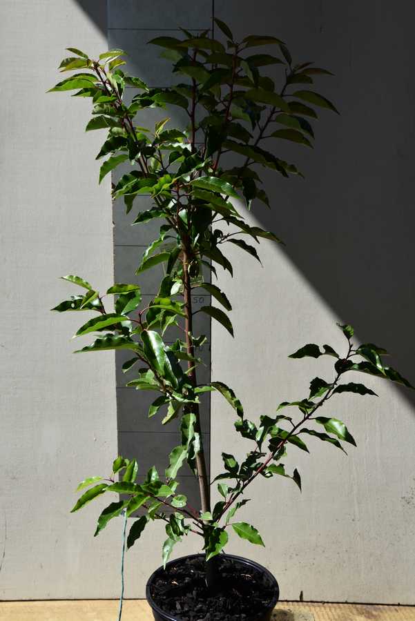 Portugal Laurel