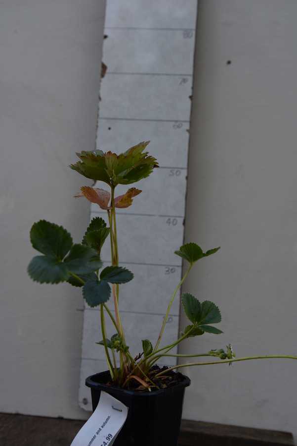 Strawberry