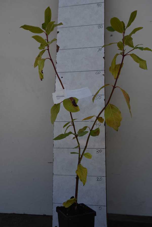 Lauristinus
