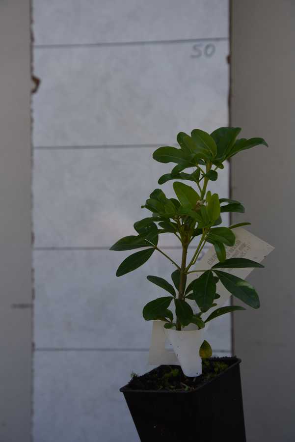 Mexican Orange Blossom