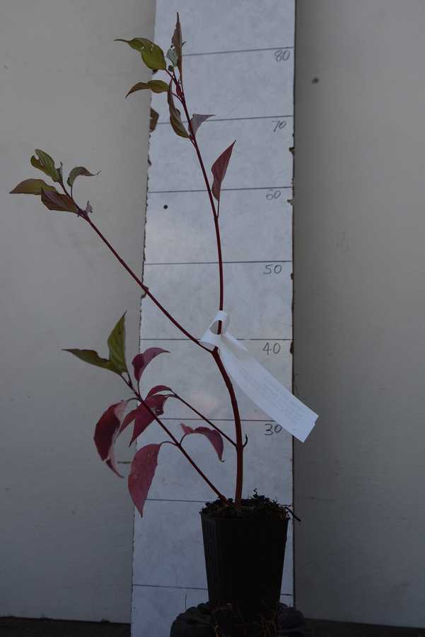 Red Stemmed Dogwood