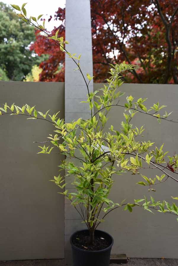 Chokeberry leaved whitrebeam