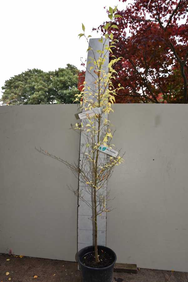 Styrax japonica