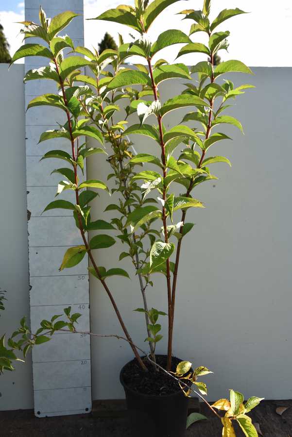 Weigela Newport Red