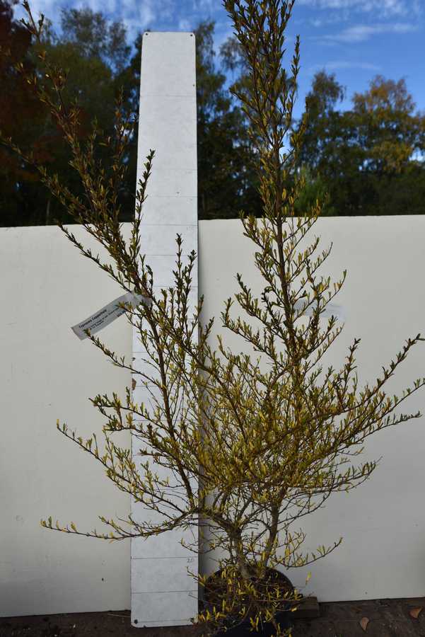 Coprosma Copperfield