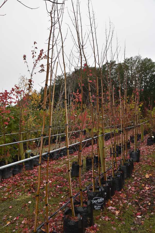 Acer rubrum Bowhall